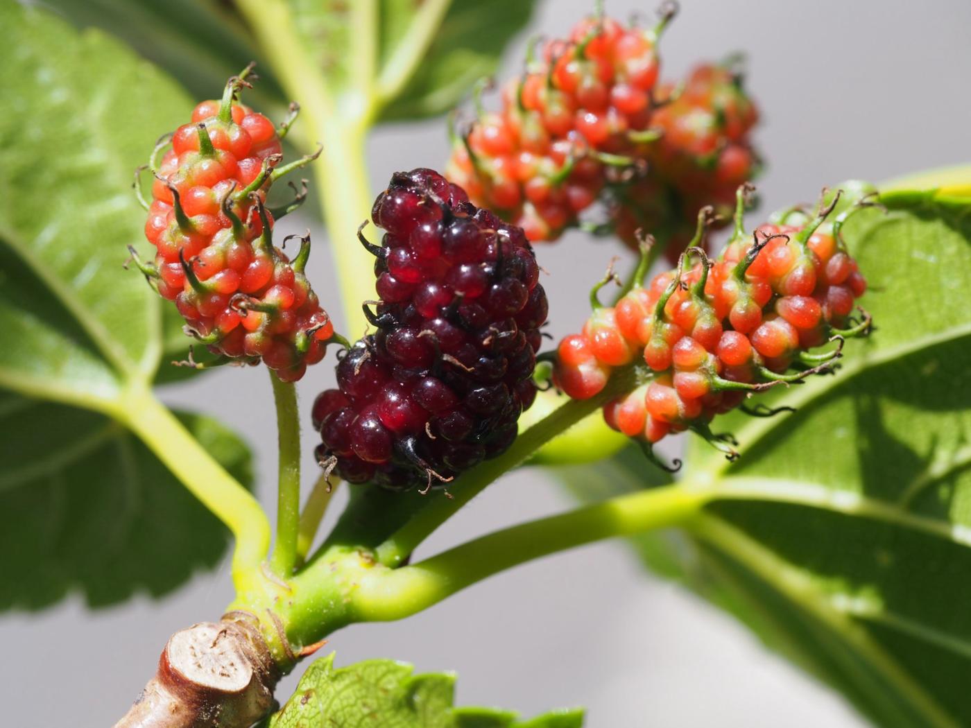 Mulberry, White fruit